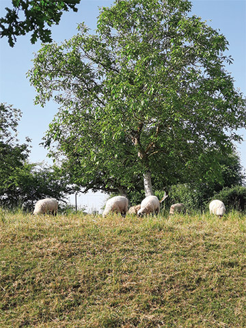 creche-nemo-et-cie-luxembourg-alzingen-jardin-moutons